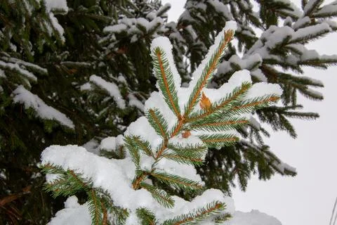 Branch of pine tree covered with snow Foto stock