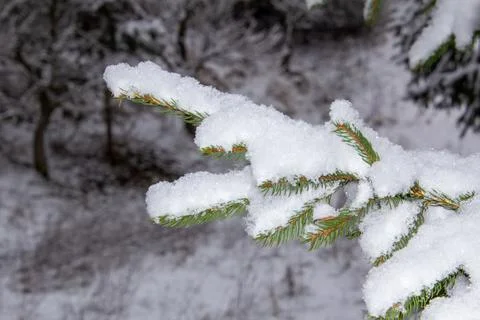 Branch of pine tree covered with snow Stock Photos