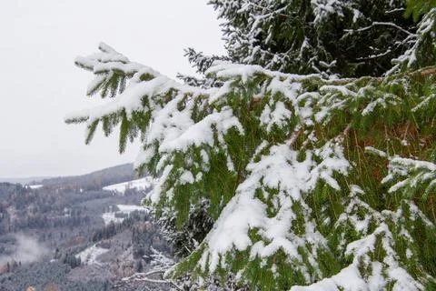 Branch of pine tree covered with snow Stock Photos