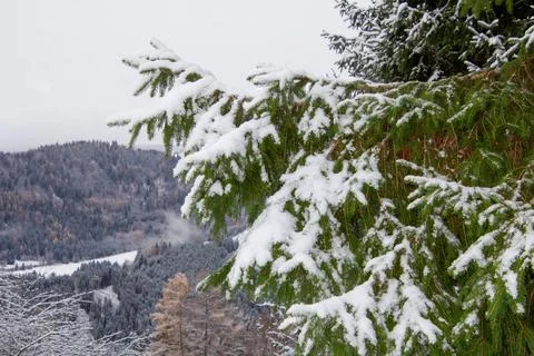 Branch of pine tree covered with snow Foto stock