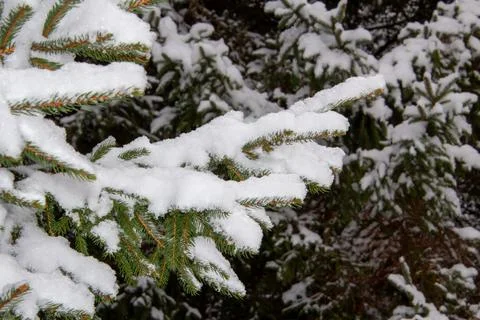 Branch of pine tree covered with snow Foto stock