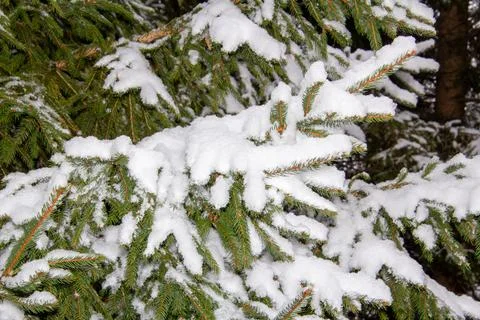 Branch of pine tree covered with snow Stock Photos
