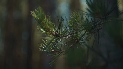 Branch of the pine tree in the dry pine forest Stock Footage 342644671