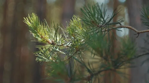 Branch of the pine tree in the dry pine forest Stock Footage 342645112