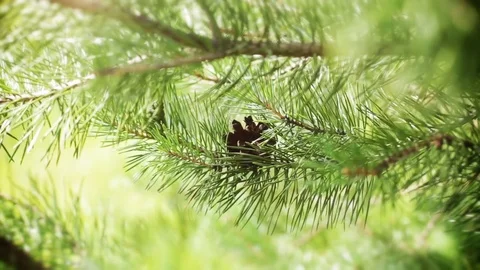 Branch pine tree Stock Footage 81287427
