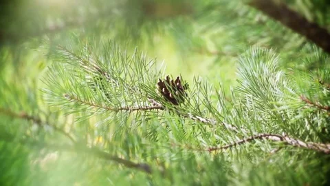 Branch pine tree Stock Footage 81328149