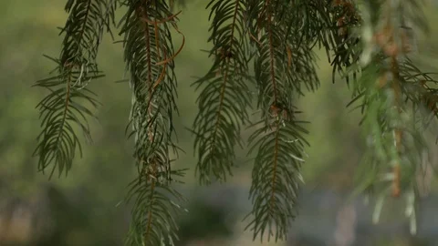 Branch of a pine tree Stock Footage 93780837