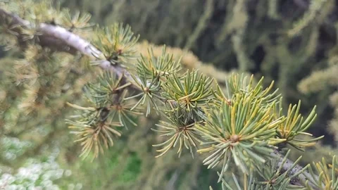 Branch of a pine tree Stock Footage 331521914