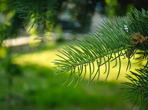 A branch of a pine tree with green needles close-up against the background Stock Photos