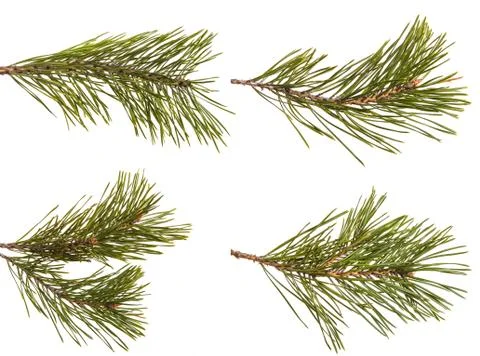 A branch of a pine tree. Isolated on white. Set Stock Photos