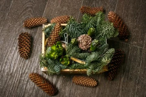 Branch of Pine Tree with needles and Cone Stock Photos