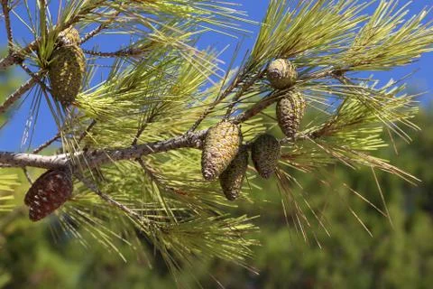 Branch of Pine Tree with needles and Pine Cone Stock Photos