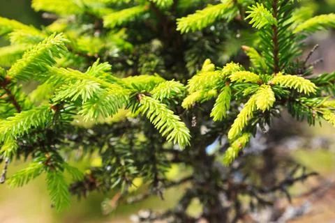 Branch of a pine tree Stock Photos
