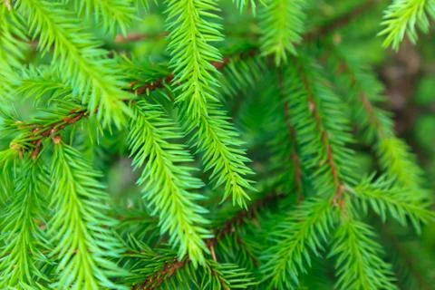 Branch of a pine tree Stock Photos