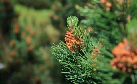 Branch of a pine tree Stock Photos
