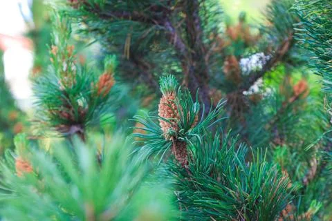 Branch of a pine tree Stock Photos