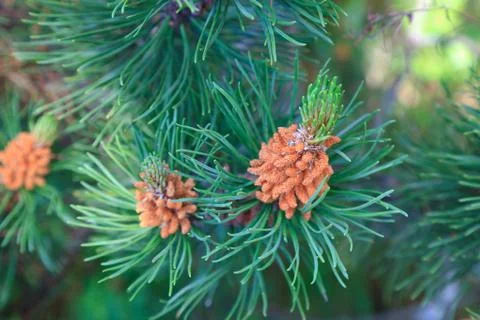 Branch of a pine tree Stock Photos