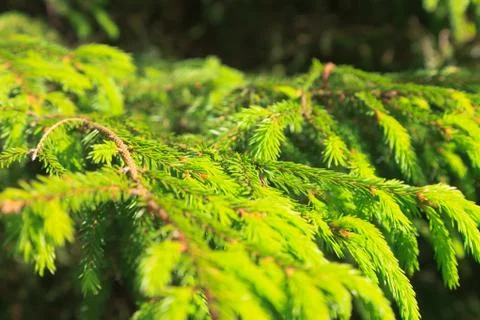 Branch of a pine tree Stock Photos