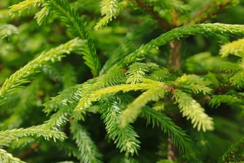 Branch of a pine tree Stock Photos