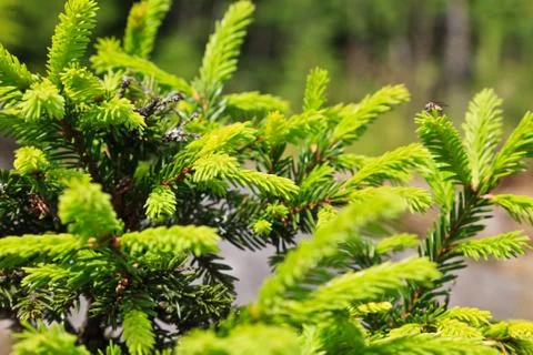 Branch of a pine tree Stock Photos