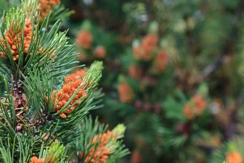 Branch of a pine tree Stock Photos