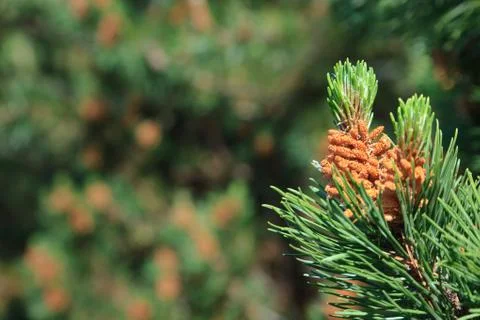 Branch of a pine tree Stock Photos