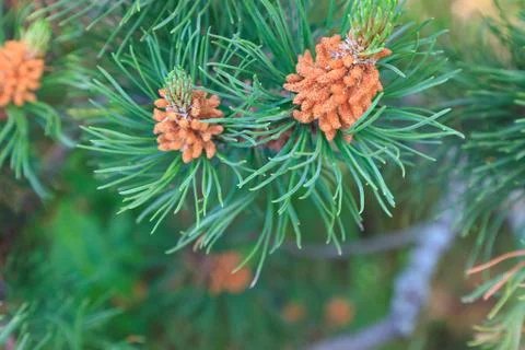 Branch of a pine tree Stock Photos