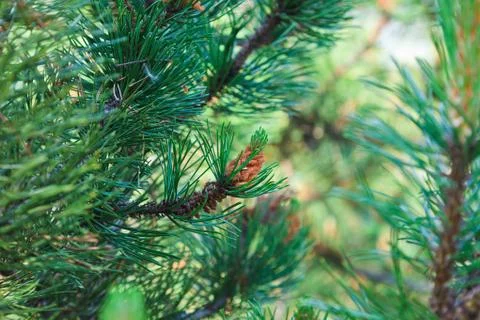 Branch of a pine tree Stock Photos