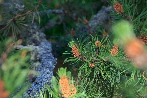 Branch of a pine tree Stock Photos