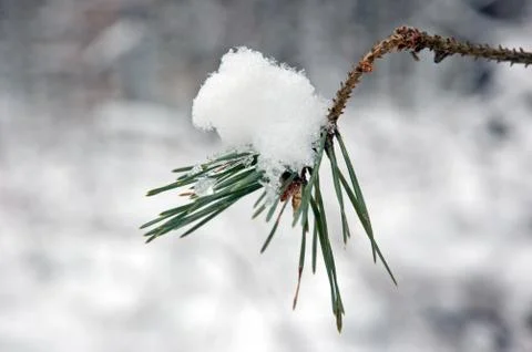 Branch of pine tree Stock Photos