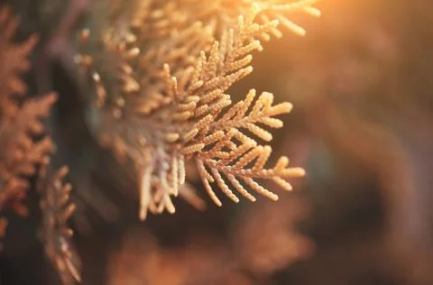 Branch of a pine tree Stock Photos