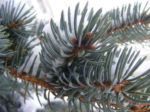 Branch of pine tree Stock Photos