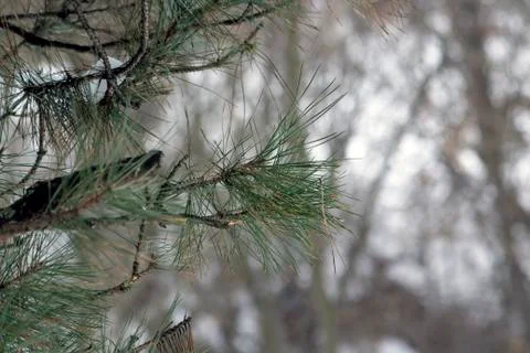Branch of pine tree Stock Photos
