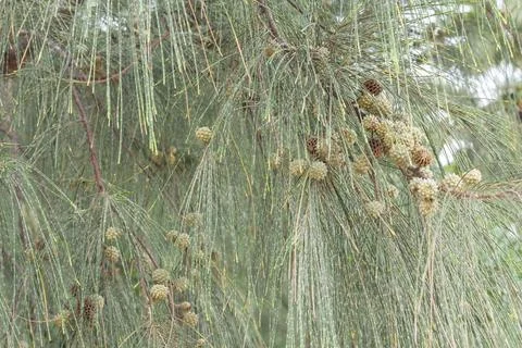Branch of pine tree Stock Photos