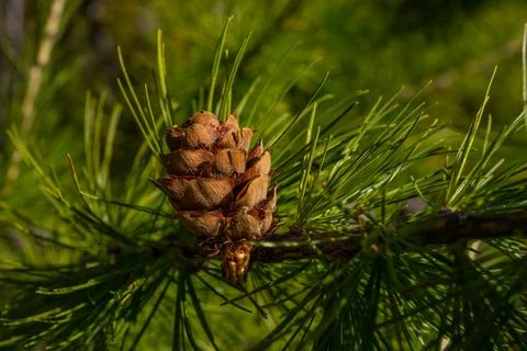 Branch of pine tree with pine cone in the forest. Macro close up Stock Photos