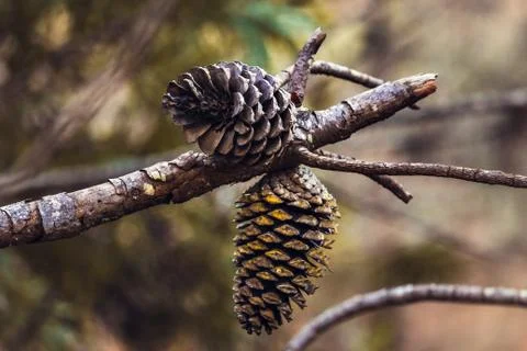 Branch of Pine Tree with  Pine Cones, Sintra forest, Portugal Stock Photos