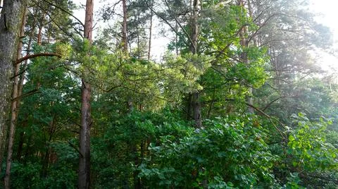The branch of a pine tree in raindrops Foto stock