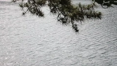 Branch of a pine tree on a river Video stock 310075821