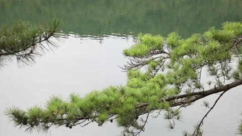 Branch of a pine tree on a river Video stock 310075822