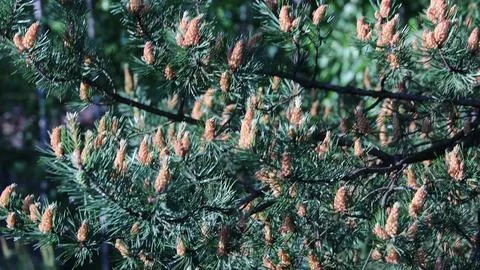 Branch of a pine tree, simple and serene scene Stock Photos