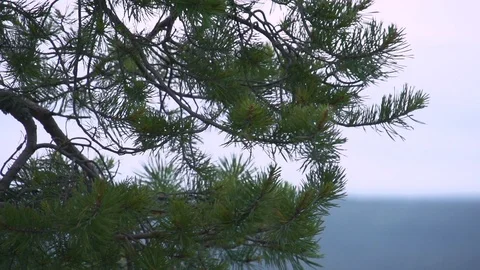 Branch of a pine tree Slow Motion close up Stock Footage 112943023