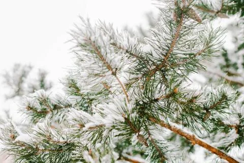 The branch of a pine tree in the snow Stock Photos