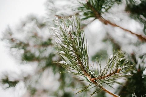 The branch of a pine tree in the snow Foto stock
