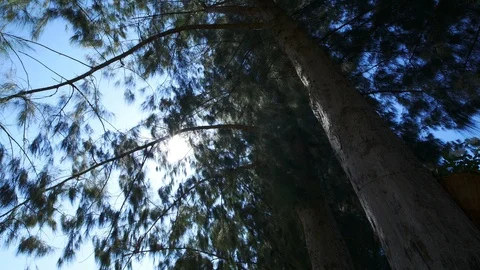 Branch of Pine tree with sun Stock Footage 101005067