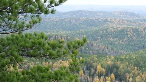 A branch of a pine tree sways against a backdrop of wooded mountains. Stock-Footage 296826871