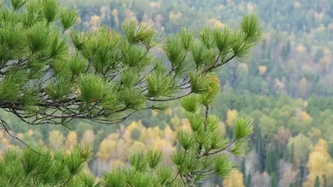 A branch of a pine tree sways against a backdrop of wooded hills. Stock Footage 297015637