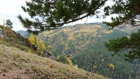 A branch of a pine tree sways against a backdrop of wooded mountains. Stock Footage 310491937
