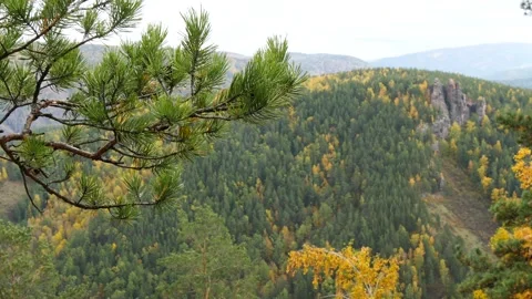 A branch of a pine tree sways against a backdrop of wooded mountains. Video stock 310492075