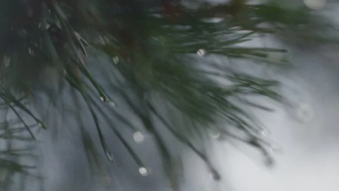 Branch of the pine tree in the wet pine forest after the summer rain Stock Footage 341664774