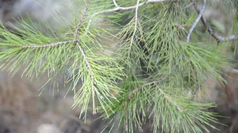 Branch of a pine tree in the wind Stock Footage 32927927